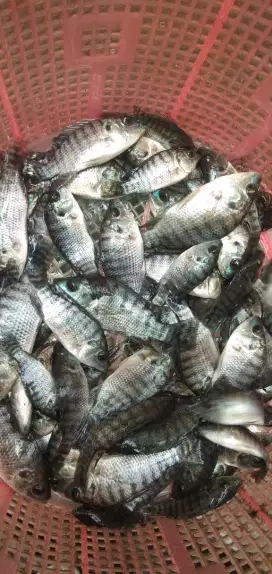 Bit nila hitam uk 1/2 jari  per ekor