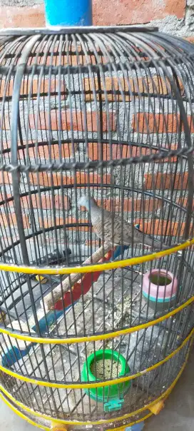 Burung perkutut ekor 13 lokal alam hasil tangkapan makam P.Purbaya