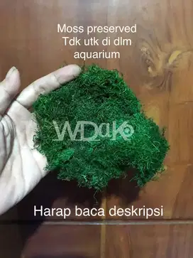 Moss preserved moss java darat di awetkan