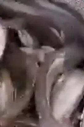 Lele kosumsi  per kg ( isi 7-9  ekor )