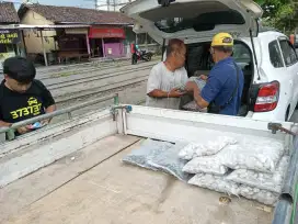 Batualam Koral Putih dan Hitam