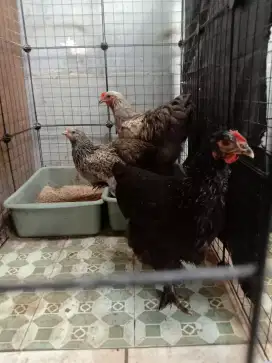 Jual ayam brahma jual rugi murah aja usia setahun sisa jantan