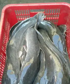 Lele hidup konsumsi