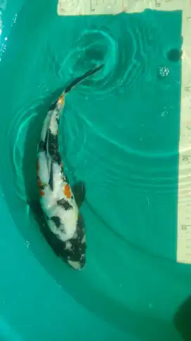 Ikan koi Showa Doitsu 32cm