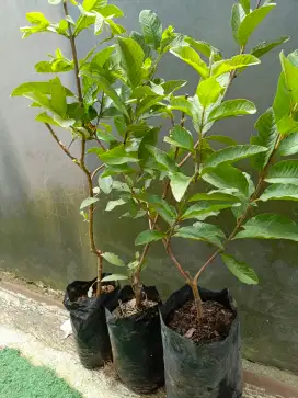 Bibit jambu kristal super