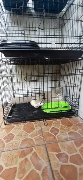 Penitipan kucing