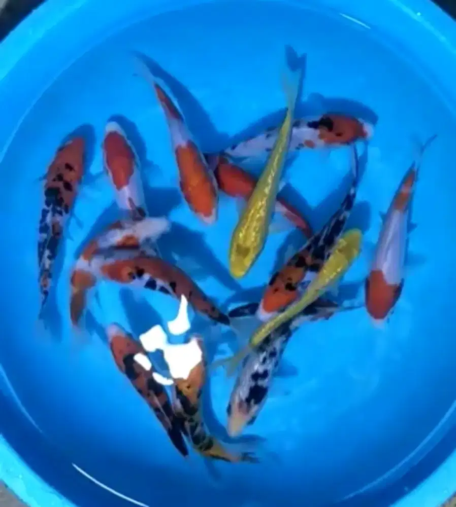 IKAN KOI GRACIA KUALITAS BAGUS DAN HARGA TIDAK NYELENEH