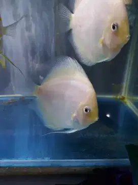 Jual ikan discus