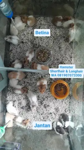 Hamster Lucu
Jinak sangat bersahabat