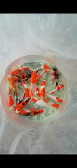 Ikan koi F1 import