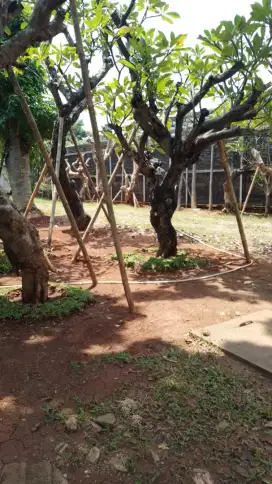 Taman rumah minimalis modern indoor dan outdoor