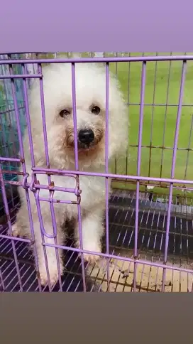 Poodle  jtn no stb umur 1,5