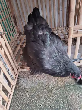 ayam brahma betina indukan plus ayam jago 1 ayam kampung 2