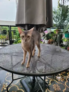 Kucing Abyssinian Jantan
