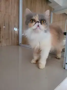 Kucing Persian Betina Sertifikat