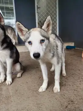 SIBERIAN HUSKY BLUE EYES ANAKAN/PUPPIES SHORT HAIR