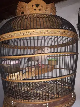 Burung Puter Pelung