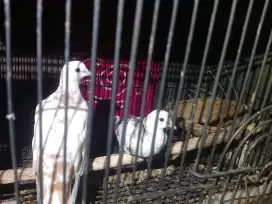 Sepasang Burung puter Blorok siap Ternak