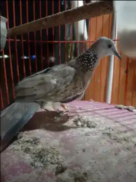 Burung Tekukur Lokal kuk 1 Rajin Bunyi