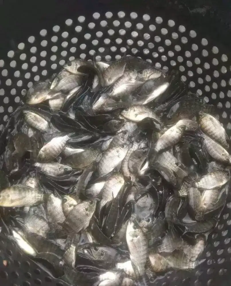 Ikan nila 2 jari