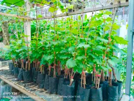 Bibit anggur impor