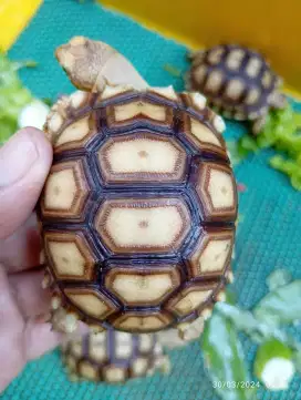 Kura Darat Sulcata 7 cm Cakep Sehat