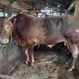 Sapi pedaging untuk keperluan acara atau qurban