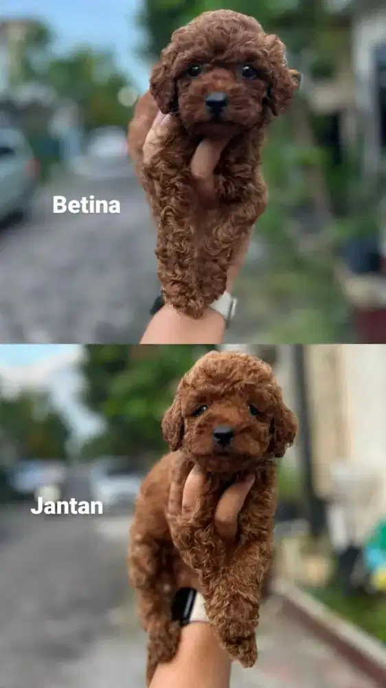 Anakan Tiny Poodle Red, Fawn, White, Black & Silver Toy Poodle Murah