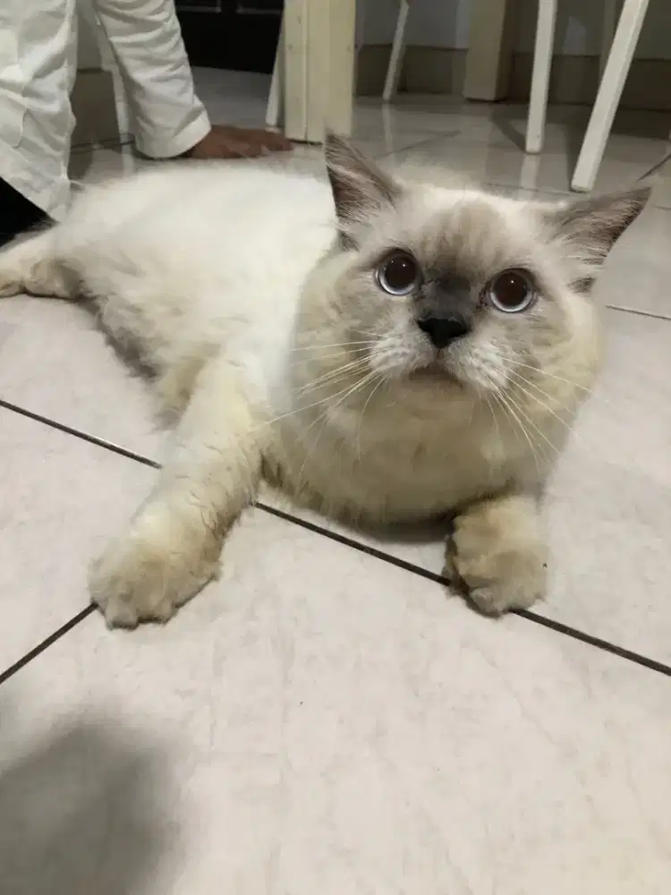 Kucing himalaya jantan