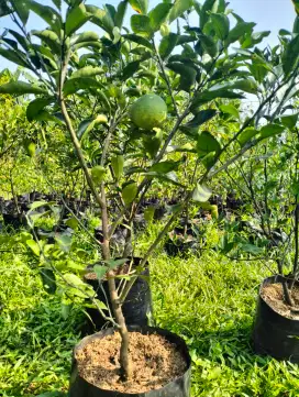 Pohon jeruk sunkis berbuah.