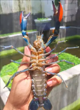 Jual lobster air tawar untuk konsumsi