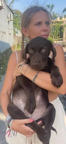 Labrador retriever puppies