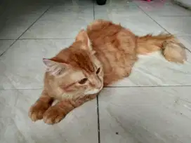 Kucing Persia Si Oyen