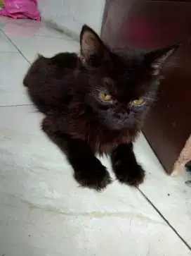 Kucing Persia Hitam Full