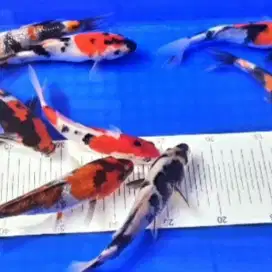 KOI ANAKAKAN IMPORT SUPER SHOWA SIZE 20CM SURABAYA