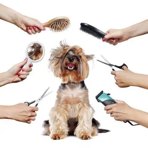 Grooming kucing Denpasar