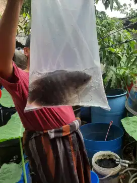 Ikan gurame konsumsi