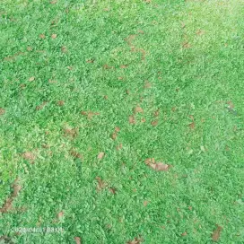 Rumput  taman jepang