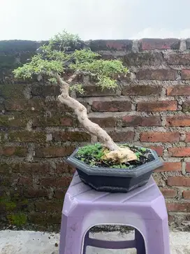 Jual Bonsai Anting Putri