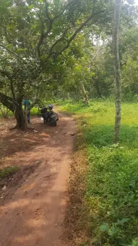 Kebun rambutan 15.000 m2 Pagaden Subang