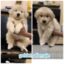 Anakan GOLDEN Retriever Jantan Betina Cakep Murah