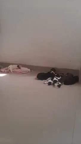 anak anjing ras