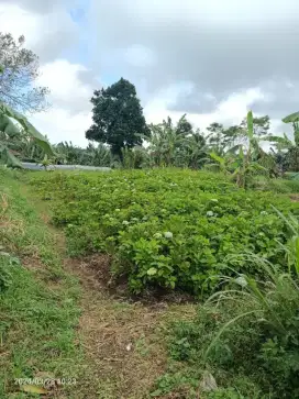 Tanah perkebunan 3 kilometer dari Munduk Moding Bali