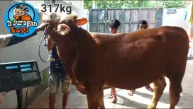 Sapi QURBAN & Sapi Potong