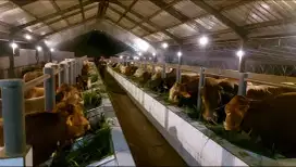 Sapi QURBAN & Sapi Potong