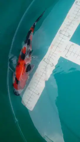 Ikan koi Showa 32cm HighQuality