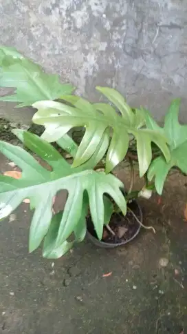 Jual pohon monstera mayoy