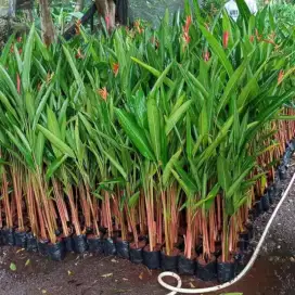 Jual pohon helikonia pisangan