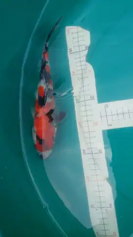 Ikan koi Blitar jenis Showa 32cm bagus