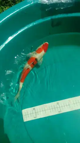 Ikan koi Sanke pola maruten 34cm